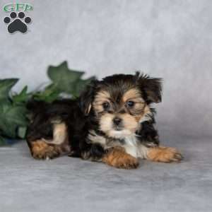 Gabriella, Morkie / Yorktese Puppy